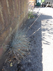 (c) jamie-aa, some rights reserved (CC BY) Festuca glauca, photograph (c) jamie-aa, some rights reserved (CC BY)