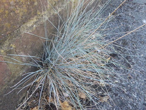 Image of Festuca glauca by (c) jamie-aa, some rights reserved (CC BY)
