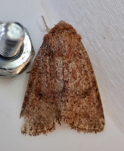 Northern Scurfy Quaker photo 5