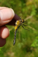 Leucorrhinia frigida