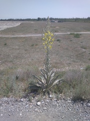 Verbascum songaricum