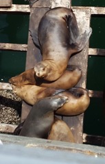 Zalophus californianus