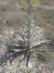Verbascum songaricum