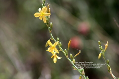 Echeandia mexicana