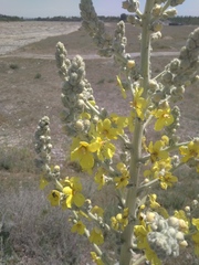 Verbascum songaricum