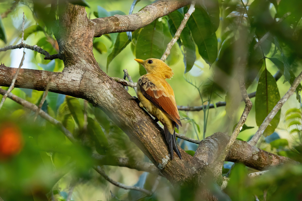 Cream-colored Woodpecker