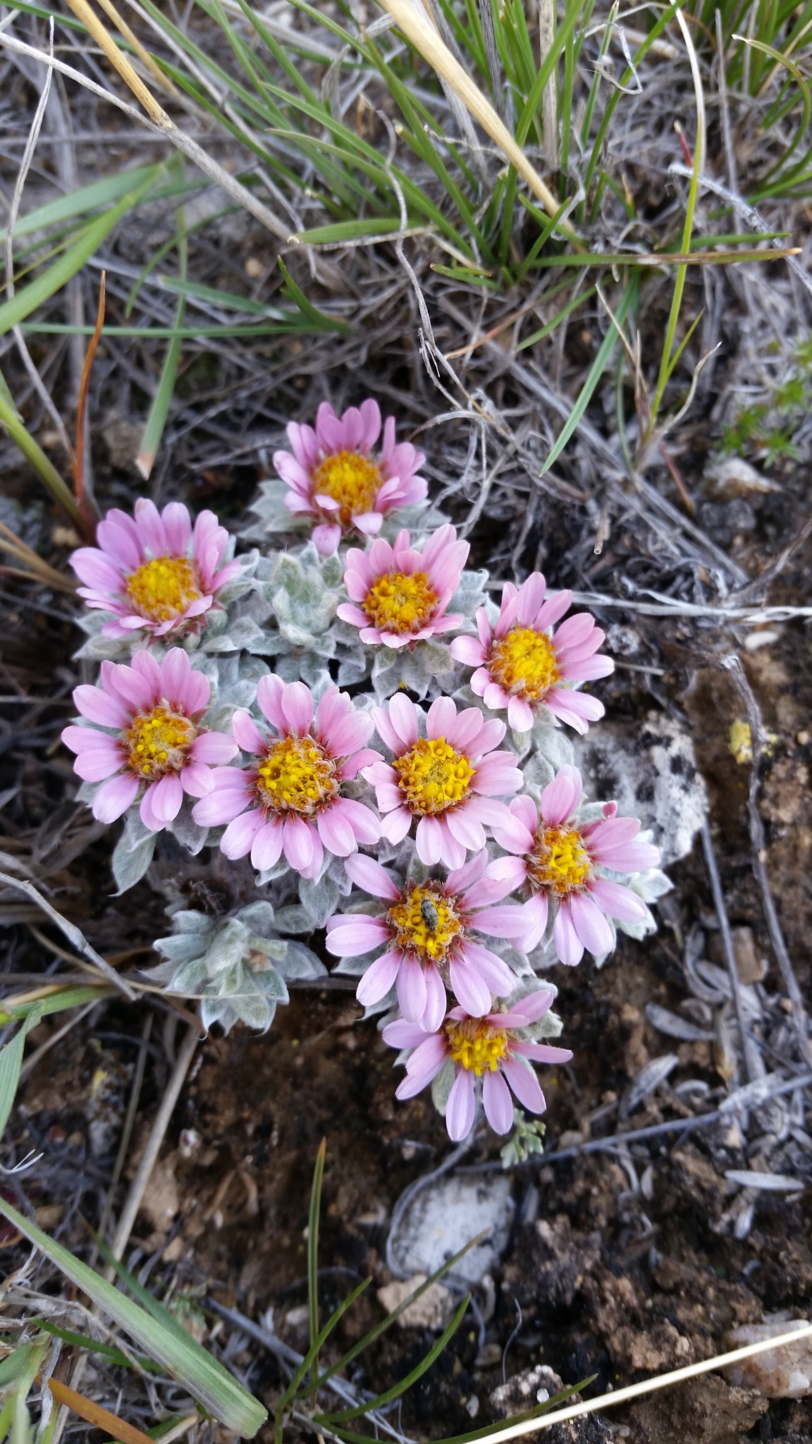 Townsendia spathulata