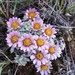 Townsendia spathulata - Photo Δεν διατηρούνται δικαιώματα, uploaded by Laura Holloway