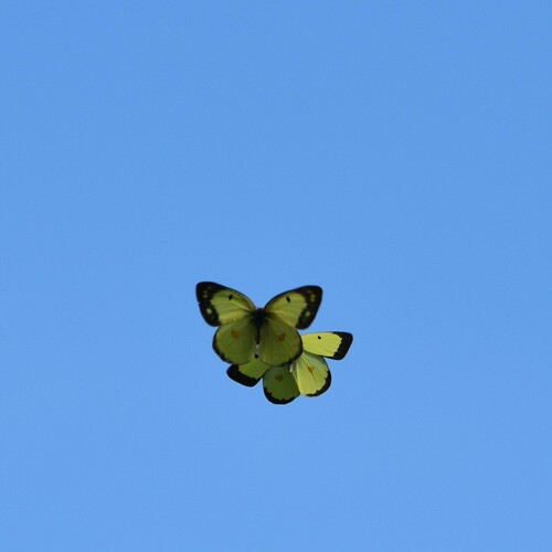 Clouded Sulphur, Comté de Lanark, ON, Canada, photo 6 of 10