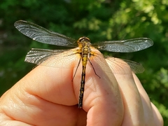 Leucorrhinia frigida