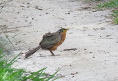 Morococcyx erythropygus