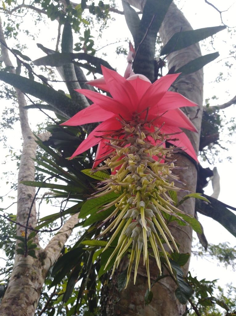 Billbergia oxysepala