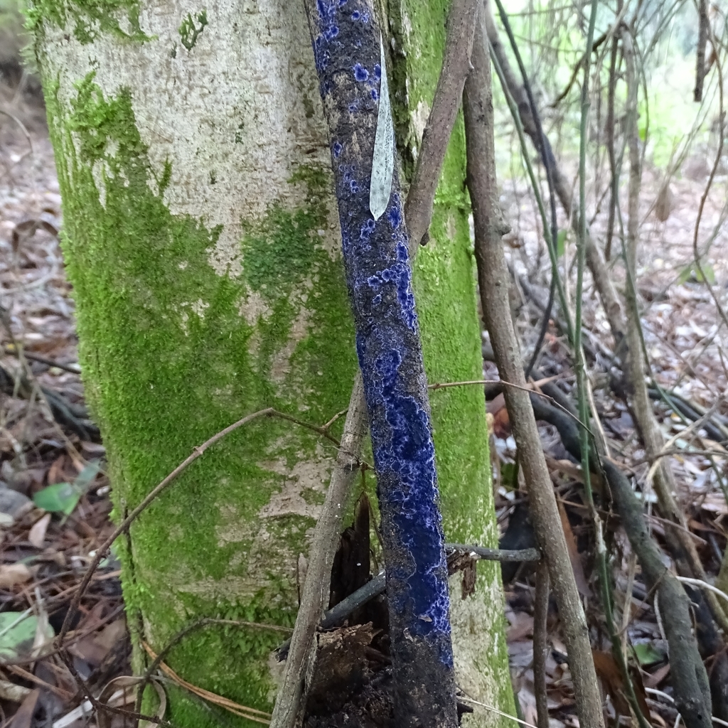 Terana coerulea · June 2019 · photo: © cristianriquelme (iNaturalist, cc-by)
