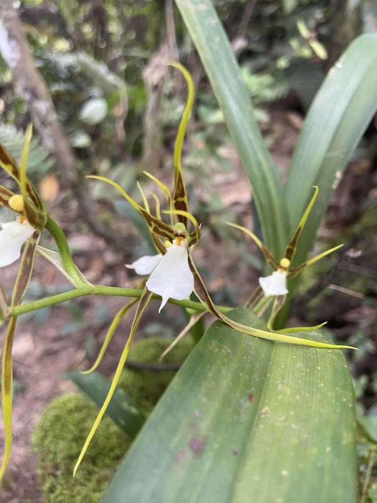 Brassia signata Rchb.f. 3