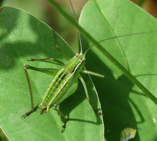 Poecilimon superbus