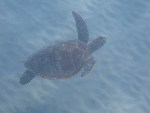 Green Sea Turtle (Chelonia mydas)