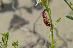 Eurydema spectabilis