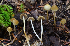 Psilocybe pelliculosa image