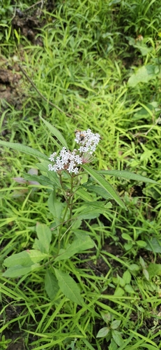 Asclepias perennis