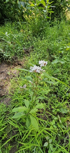 Asclepias perennis