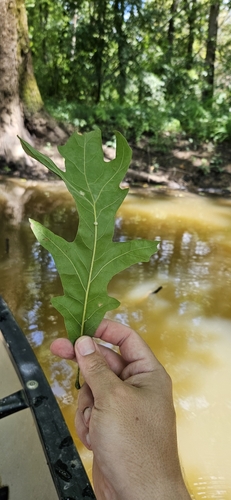 Image of Quercus lyrata by (c) Jeff Wilson, some rights reserved (CC BY)