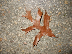 Quercus laevis image
