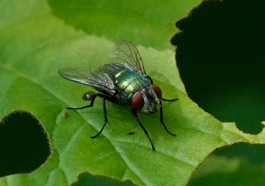 Common European Greenbottle Fly from 11 Seymour Ave, Toronto, ON M4J ...
