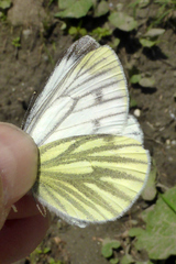 Pieris bryoniae