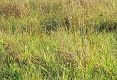 Rhynchospora indianolensis