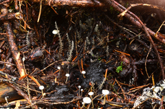 Dendrocollybia racemosa image