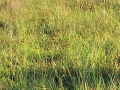 Rhynchospora indianolensis