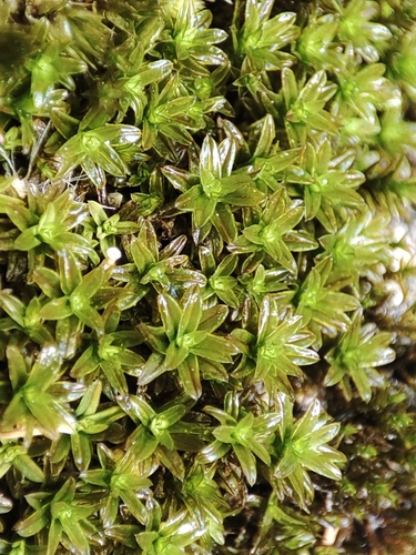 Dialytrichia mucronata observed 2024-07-30