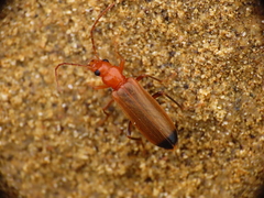 Nacerdes melanura