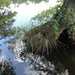 Carex decomposita - Photo (c) Andy Newman, algunos derechos reservados (CC BY-NC), subido por Andy Newman