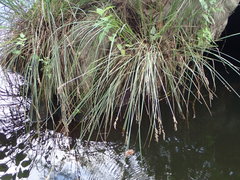 Carex decomposita