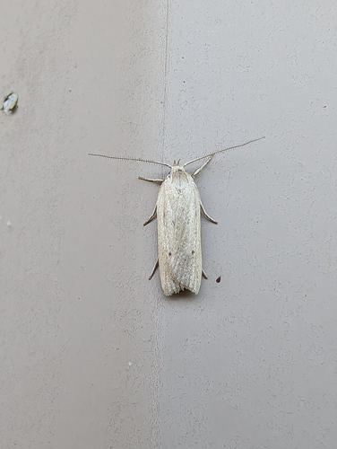 Gonioterma mistrella photo 5