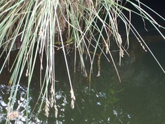 Carex decomposita