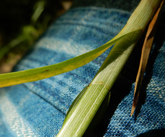 Carex sparganioides