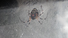 Nephilingis cruentata