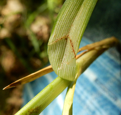 Carex sparganioides