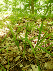 Carex sparganioides
