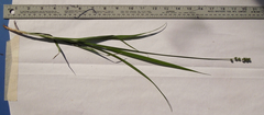 Carex sparganioides