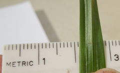 Carex sparganioides