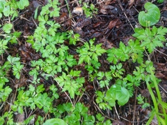 Anemonoides amurensis