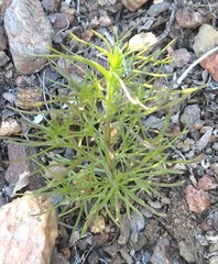 Cordylanthus rigidus setigerus