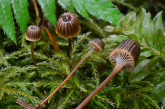 Xeromphalina picta image