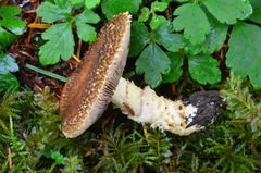 Stropharia kauffmanii image