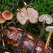 Earpick Fungus - Photo (c) Christian Schwarz, some rights reserved (CC BY-NC), uploaded by Christian Schwarz