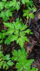 Anemonoides amurensis