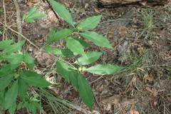 Ditrysinia fruticosa